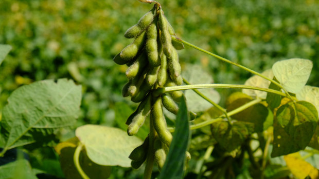 Chinese government has promised 400 yuan per 15 hectares of plantings as a subsidy to farmers to encourage them grow soybean in 2018.