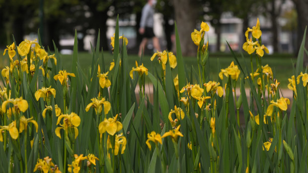 Carlton Gardens