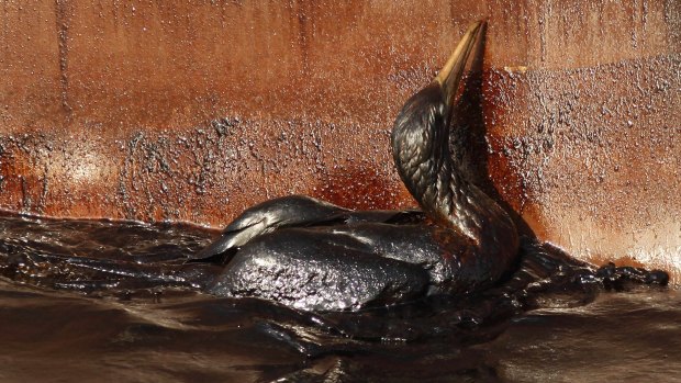 An oil soaked bird struggles against the side of a ship at the site of the Deepwater Horizon oil spill in 2010.