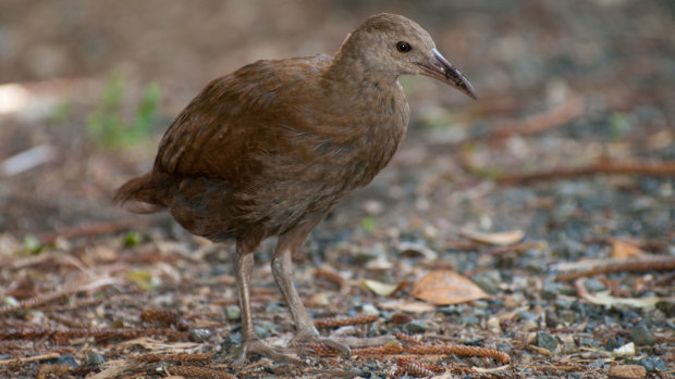 The endangered Lord Howe Woodhen.   