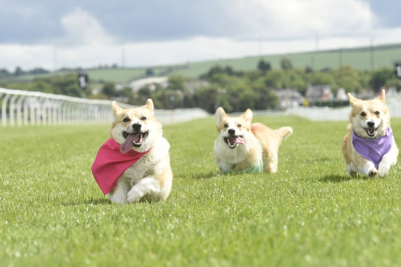 The corgi derby at Musselburgh Racecourse is one of many corgi-themed tributes during the Platinum Jubilee. 