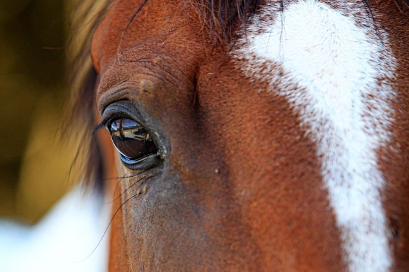 A horse in the Mackay region has been euthanised after contracting the deadly Hendra virus.