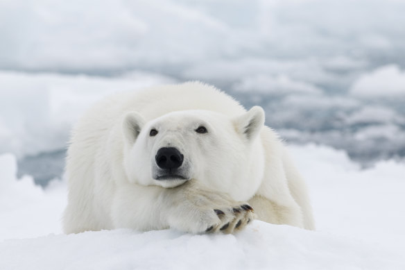 Cute, but deadly. Polar bears have been known to hunt humans when hungry.