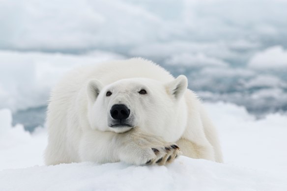 Don’t let these words get iced out, I can’t (polar) bear it.