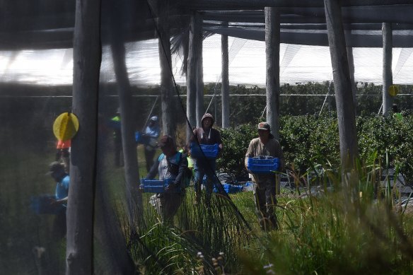 Workers on a blueberry farm near Sandy Beach, north of Coffs Harbour, NSW. 