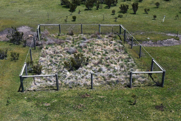 Snowgrass and other native plants in the Alps have to be fenced off to survive the trampling of thousands of feral horses.