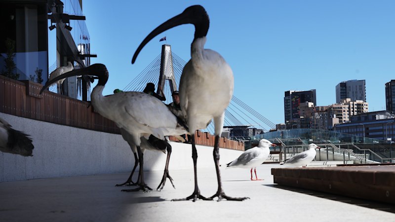 What Sydney Fish Market is fantastic, if you can get to it reveals about the current landscape