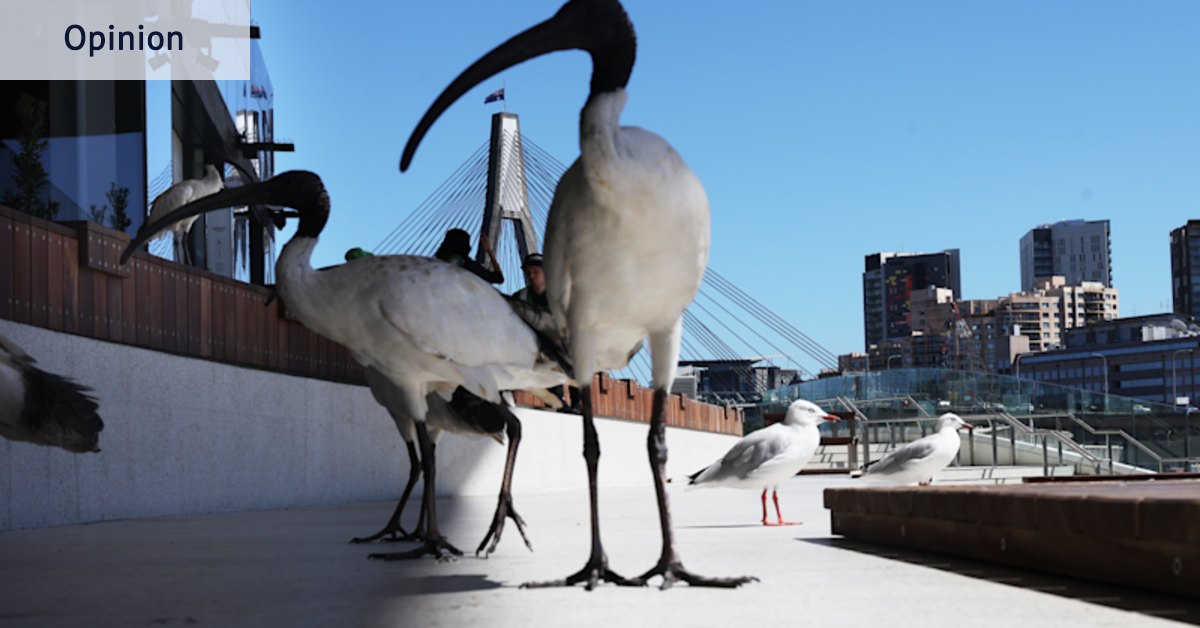 Sydney needs a nuisance inspector. They could start with the fish market