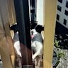 Elbie was rescued from the apartment on Monday after walking halfway around the building on a 10-centimetre ledge.