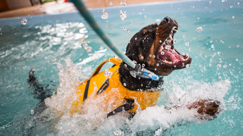 are dogs allowed near pools