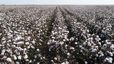 A bumper cotton crop during times of drought is no miracle.
