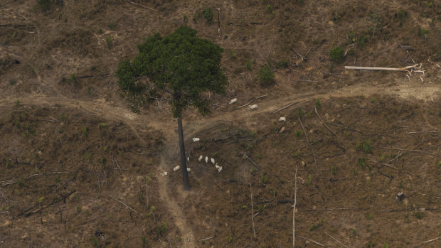 Cattle grazes next to a lone standing tree in a deforested plot near Porto Velho, Brazil.