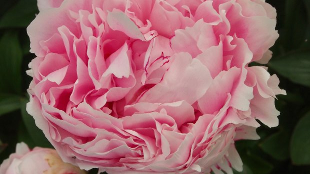 Emily Twynam is believed to have planted the pink peonies.
