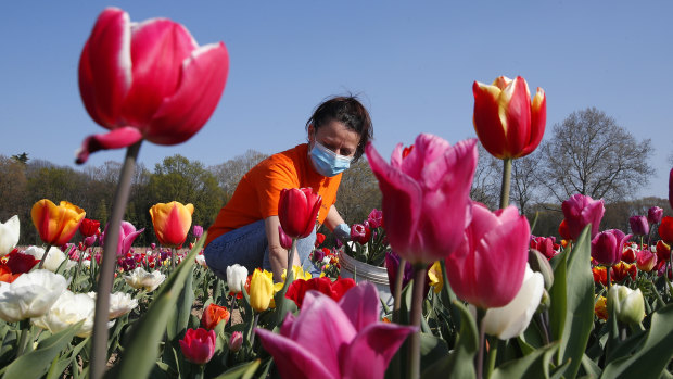 A woman wearing a sanitary mask to protect against coronavirus picks tulip flowers to be home delivered, in the "Tulipani Italiani" tulip field, planted by a Dutch couple to recreate the tradition in the Netherlands where you can pick your own tulip, in Arese, near Milan, Italy.