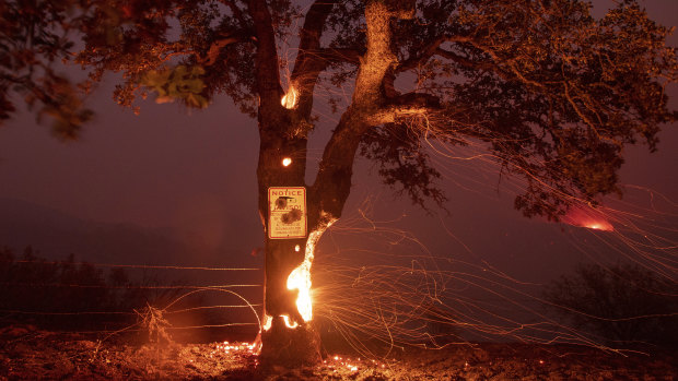 A tree burns from the inside during the Ranch fire in Clearlake Oaks.