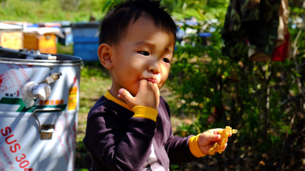Li Xuanyu,3, licks fresh honey off his fingers at the family's honey farm in northern China. Xuanyu is the grandson of Li Chengfan.