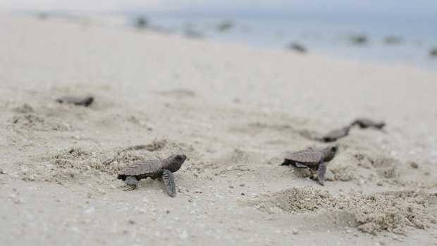 Baby turtles set off on Milman Island. 