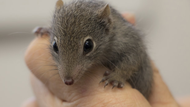 The dibbler up close, now able to thrive thanks to the island being the world's largest to eradicate feral cats. 