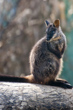 A brush-tailed rock wallaby: Only about 40 are left in the wild.