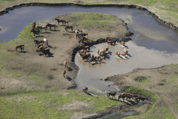 Feral horse populations have increased in Kosciuszko National Park, despite the government’s proposal to reduce them.