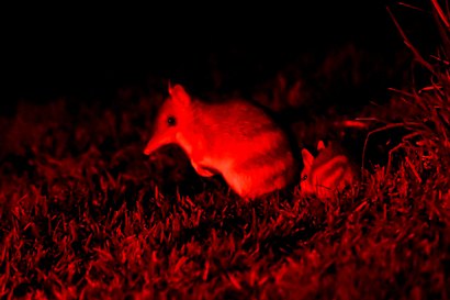 Bandicoots now proliferate on Churchill Island, 10 years after the successful program began.