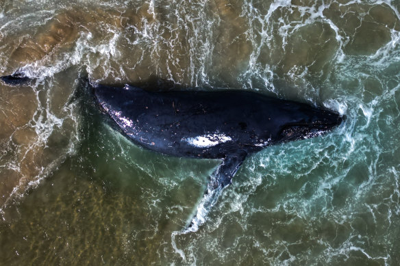 The humpback whale was stranded on Seven Mile Beach at Lennox Head, near Ballina.