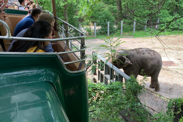 Happy in her enclosure at the Bronx Zoo in New York.