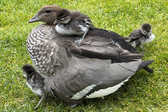 A distant but clear photo of a duck family, taken using the iPhone 12 Pro Max's telephoto lens.