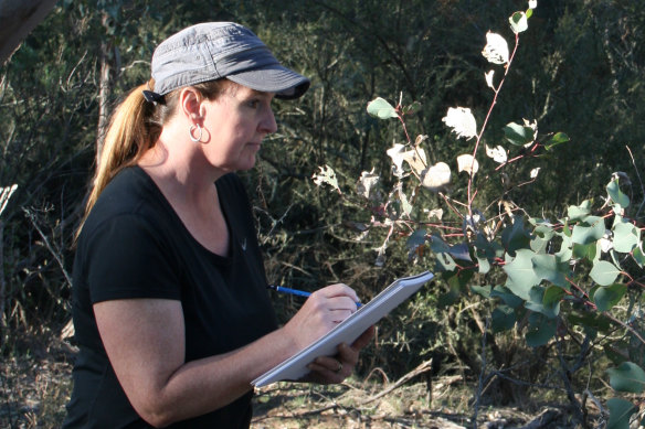 Natural history artist Cheryl Hodges at work in the field.