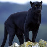 The black leopard of Laikipia.