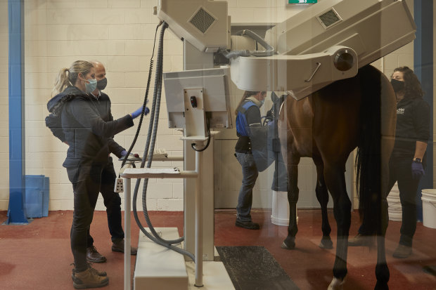 Professor Whitton and his team at work at the U-Vet Equine Centre in Werribee.