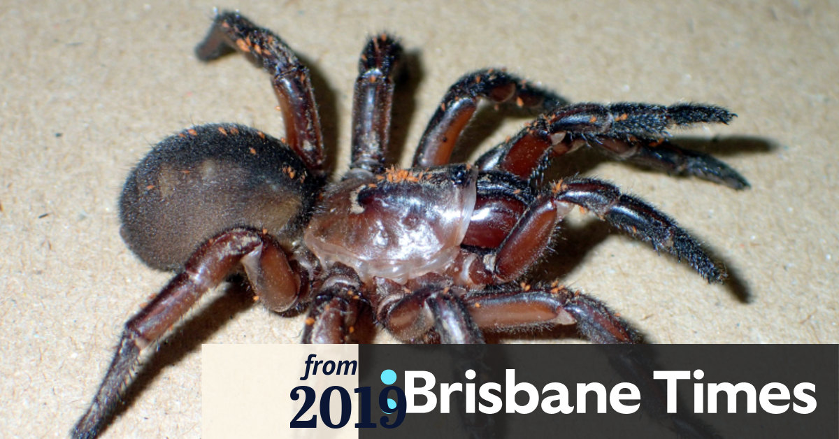 Four New Queensland Spider Species Discovered Hiding In Elaborate Burrows