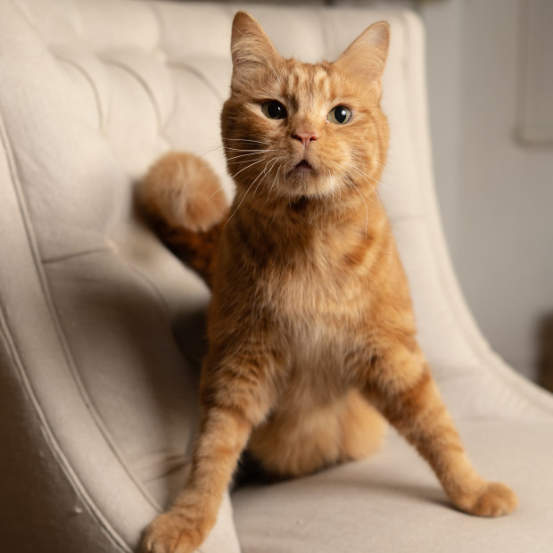 Phineas the cat influencer with a congenital brain disorder