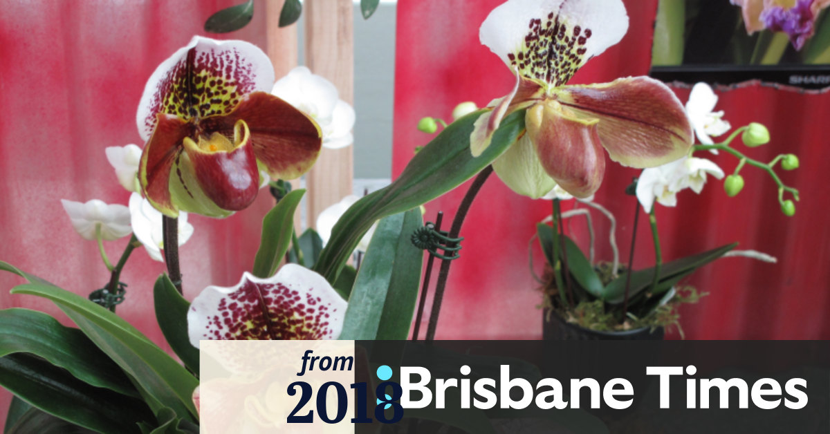 Flower Thieves Target Queensland Properties With Orchids In Hot Demand
