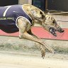 Million dollar man wins again: Lagogiane top dog for second time