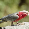 Worker awarded payout after he was fired for killing boss’ pet galah