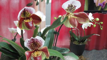 Professor Castherine Pickering said orchids made up 10 per cent of the flowers in the world.