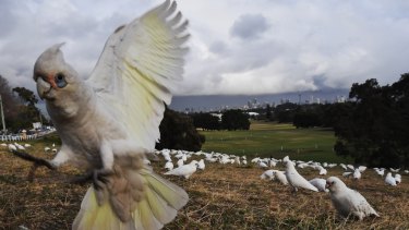 Hundreds of little corellas have flocked to Queens Park in Sydney’s eastern suburbs.