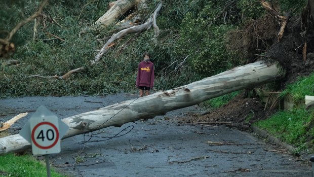 A resident surveys the damage on Kaola Street in Belgrave.