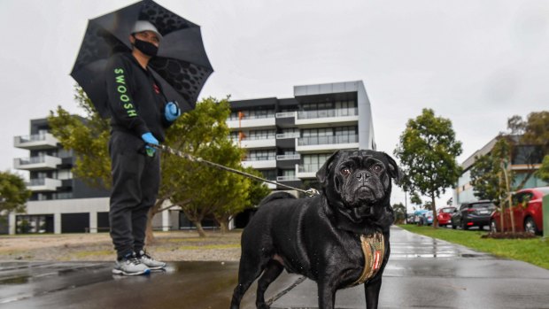 Professional dog walker Harry Trinh has been walking Vernon the pug-jack russell cross three times a day while Vernon’s owner, Nicola Clement, is quarantined in Maribyrnong’s Ariele building.