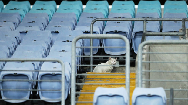 A cat was among the small crowd that gathered to watch the first game behind closed doors on Thursday night - with the NRL a whisker away from going broke.