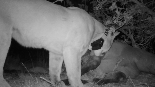 A mountain lion living in Modoc National Forest stands over his most recent kill, a young wild horse. The cougar, known as M166, kills about one horse a week. 