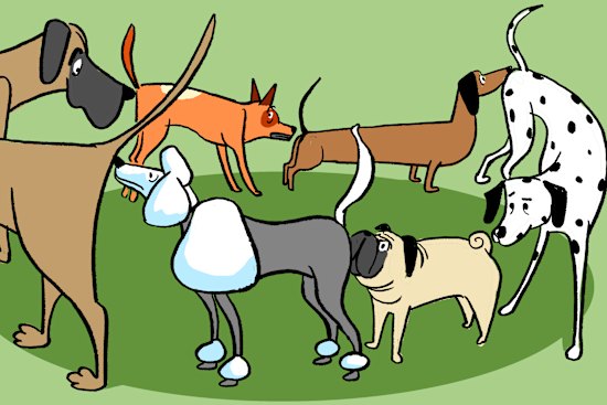 To survive the dog park, manage your expectations, come armed with an understanding of the etiquette required, and keep a close eye on that pooch.