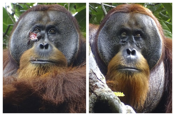 Rakus, a wild male Sumatran orangutan two days before he applied chewed leaves from a medicinal plant to his wound, left, and two months after, when his facial wound was barely visible. 