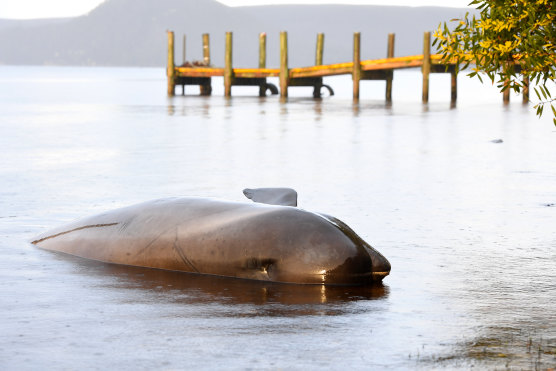 The body of a pilot whale at Macquarie Harbour on Thursday.