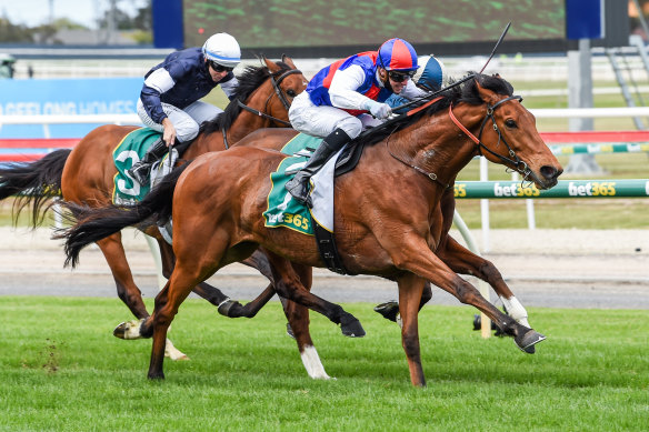 Steel Prince, ridden by Jye McNeil, wins the Geelong Cup.