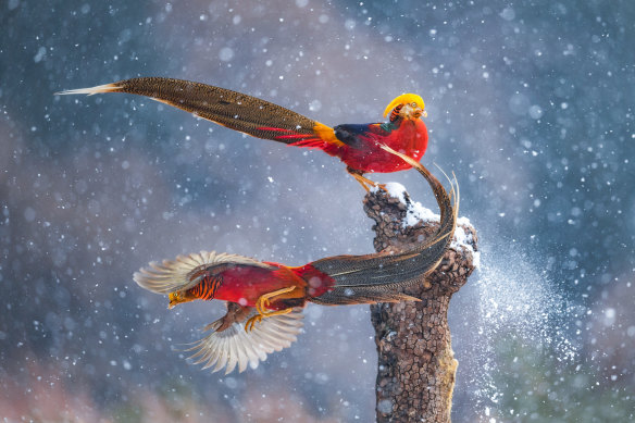 Photographer Qiang Guo’s image depicts two male golden pheasants  jumping on a tree trunk. 