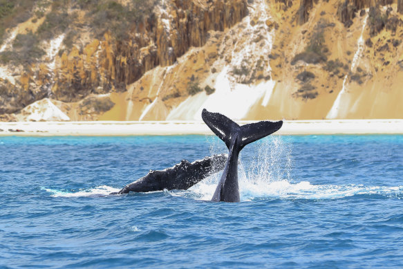 Mum and calf playing off the coast of K’gari K’gari Fraser Island.