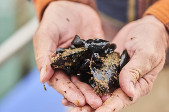 Portarlington Mussel Tour: seafood buffs can enjoy a sea-to-plate mussel experience with working mussel farmers.