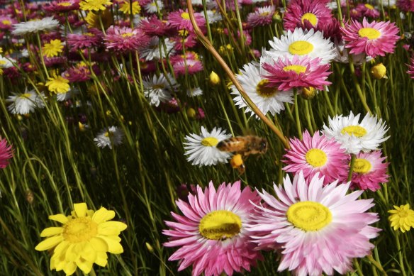 Paper daisies are blooming in Mount Annan, but keeping them alive and blooming as the drought worsens is prompting new innovations in water management.